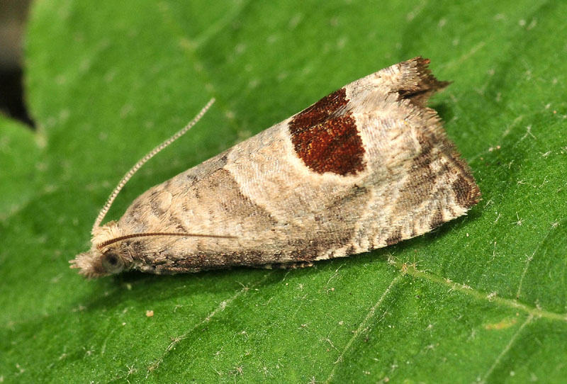 3 Tortricidae - Notocelia uddmanniana